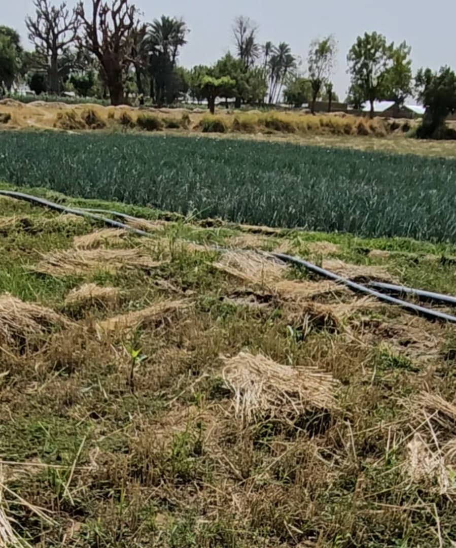 Deployment of Irrigation service in Jigawa State.